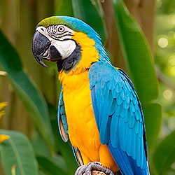 Macaw