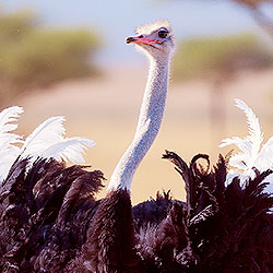 Ostrich