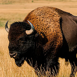 Bison