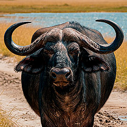 African buffalo