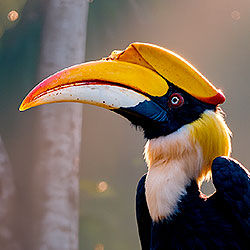 Hornbill