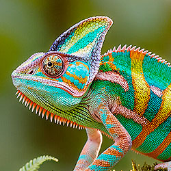 Chameleon