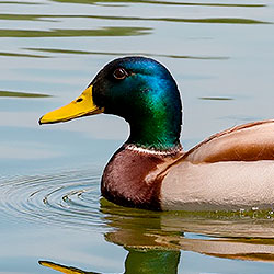 Duck