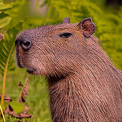 Capybara