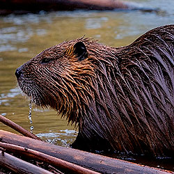 Beaver