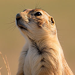 Prairie dog