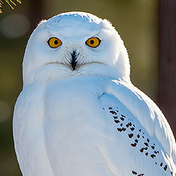 Snowy owl