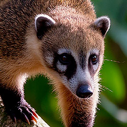 Coati
