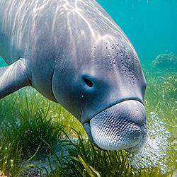 Dugong