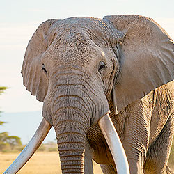 African elephant