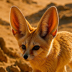 Fennec fox