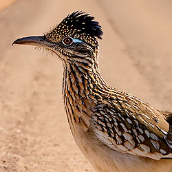Roadrunner