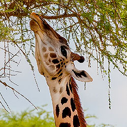 Giraffe
