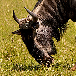 Wildebeest