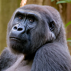 Gorilla