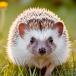 Hedgehog