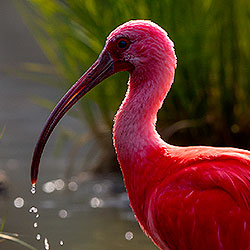 Scarlet ibis
