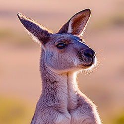 Kangaroo