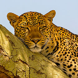 Leopard