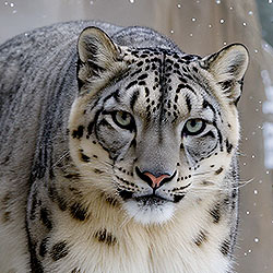 Snow leopard