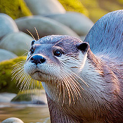 Otter