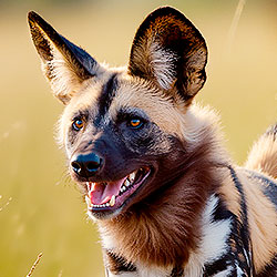 African wild dog