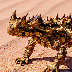 Thorny devil
