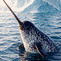 Narwhal