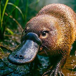 Platypus