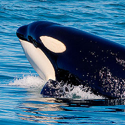 Orca