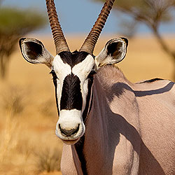 Oryx