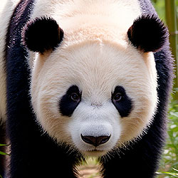 Giant panda