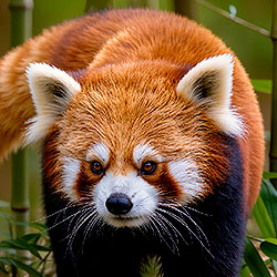 Red panda