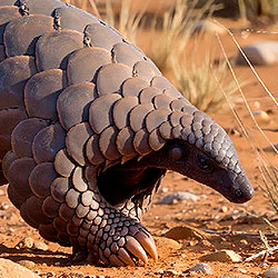 Pangolin
