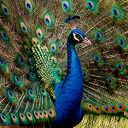 Peafowl