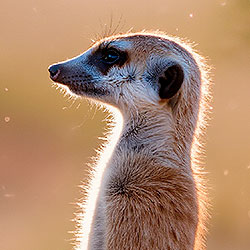 Meerkat