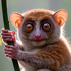 Tarsier
