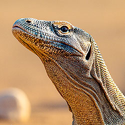 Komodo dragon