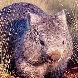 Wombat