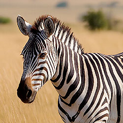 Zebra