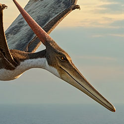 Pteranodon